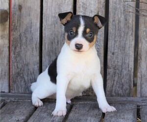 Fox Terrier (Toy) Puppy for sale in FREDERICKSBG, OH, USA