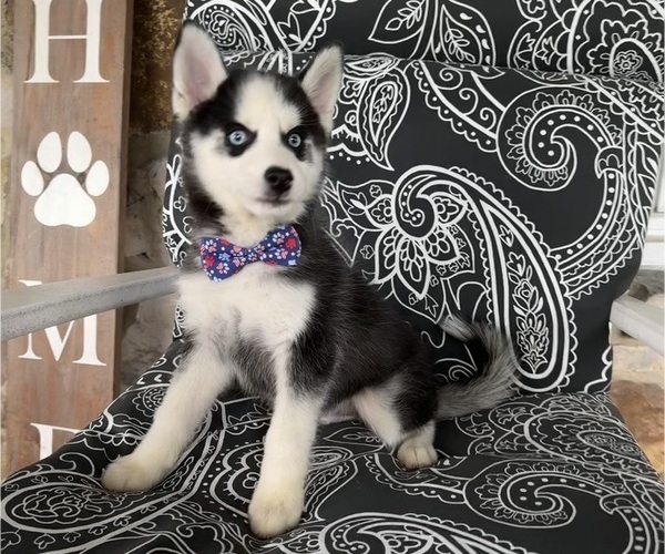 Medium Photo #10 Pomsky Puppy For Sale in VENUS, PA, USA