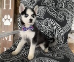 Small #9 Pomsky