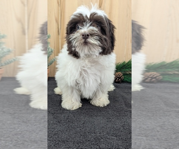 Medium Photo #19 Havanese Puppy For Sale in GOSHEN, IN, USA