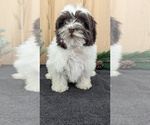 Small #18 Havanese