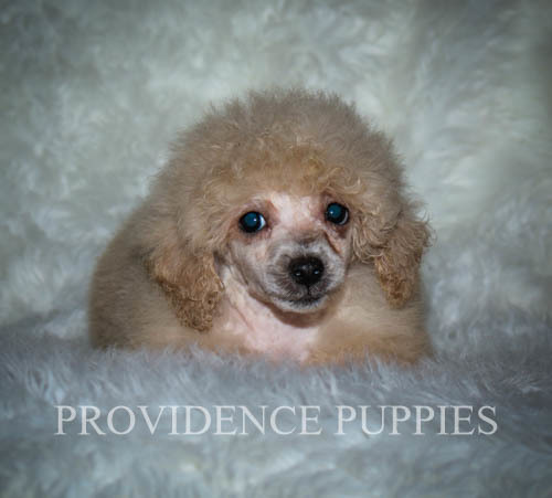 Medium Photo #22 Poodle (Miniature) Puppy For Sale in COPPOCK, IA, USA