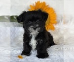 Small #2 Morkie