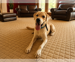 Small Labrador Retriever Mix