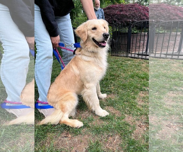 Medium Photo #2 Golden Retriever Puppy For Sale in Cherry Hill, NJ, USA