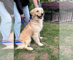 Small #1 Golden Retriever