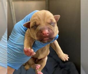 Mutt Dogs for adoption in Modesto, CA, USA