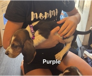Medium Basset Hound