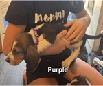 Image preview for Ad Listing. Nickname: Litter of 11