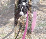 Small #4 Bulldog Mix
