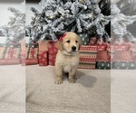 Puppy Eve Golden Retriever