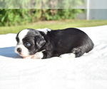 Small #3 Auss-Tzu