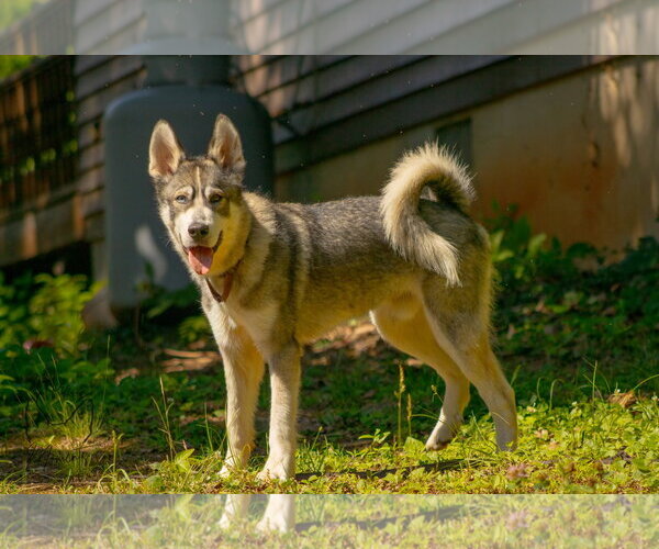 Medium Photo #6 Siberian Husky-Unknown Mix Puppy For Sale in Rustburg, VA, USA