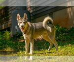 Small Photo #6 Siberian Husky-Unknown Mix Puppy For Sale in Rustburg, VA, USA