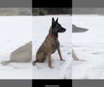 Small Photo #5 Mutt Puppy For Sale in Stevens Point, WI, USA