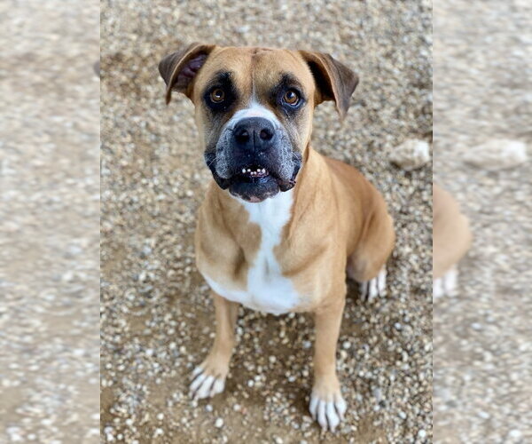 Medium Photo #2 Boxer Puppy For Sale in Austin, TX, USA