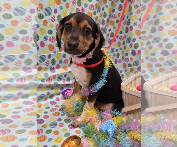 Medium Photo #3 Beagle-Black and Tan Coonhound Mix Puppy For Sale in Attalka, AL, USA