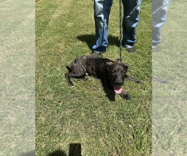 Medium Photo #4 American Pit Bull Terrier-Unknown Mix Puppy For Sale in FRAMINGHAM, MA, USA