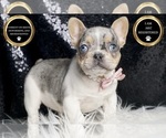 Small #7 French Bulldog