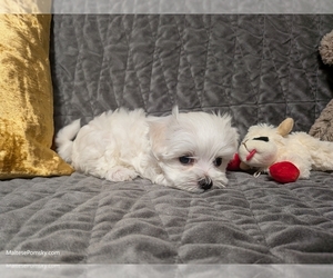 Maltese Litter for sale in OCALA, FL, USA