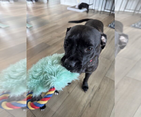 Medium Photo #9 Boxer-Unknown Mix Puppy For Sale in Raleigh, NC, USA