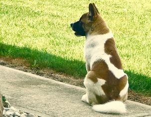 Akita Puppy for sale in SIDNEY, OH, USA