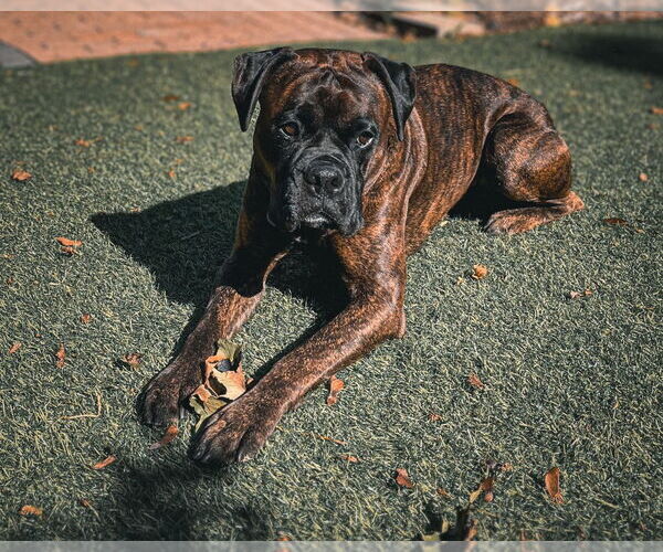 Medium Photo #3 Boxer Puppy For Sale in Brights Grove, Ontario, Canada