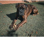 Small #2 Boxer