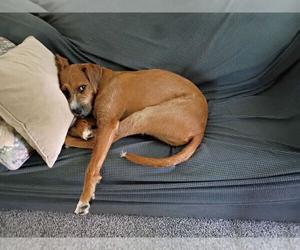 Medium Photo #3 Boxador Puppy For Sale in Aurora, IN, USA