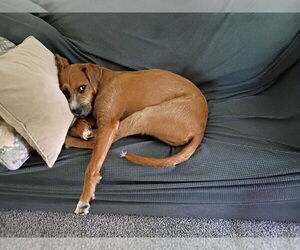 Bruno Doo (Rudy) - Male Boxador Dog for Adoption - Photo #3