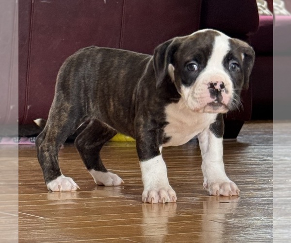 Medium Photo #1 Alapaha Blue Blood Bulldog Puppy For Sale in NEWVILLE, PA, USA