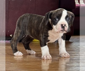 Alapaha Blue Blood Bulldog Puppy for sale in NEWVILLE, PA, USA
