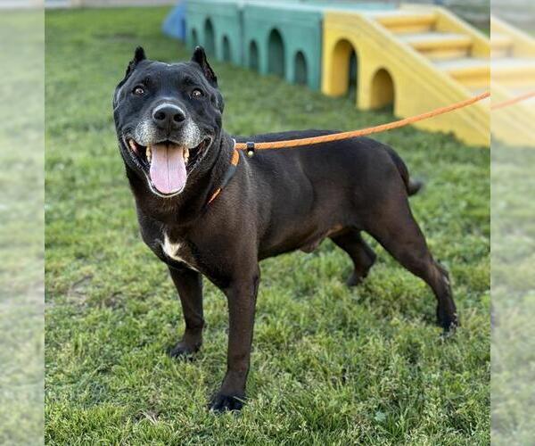 Medium Photo #1 Mutt Puppy For Sale in Modesto, CA, USA