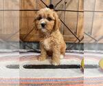 Small #2 Cavapoo