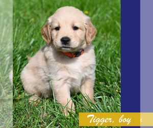 Golden Retriever Puppy for sale in OTTUMWA, IA, USA
