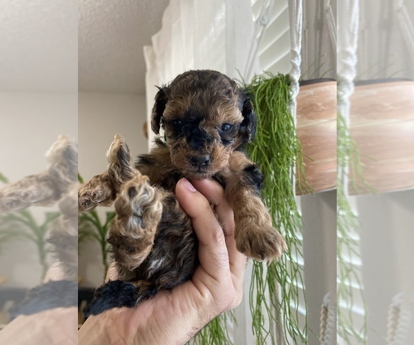 Medium Photo #2 Cavapoo (Miniature)-Poodle (Toy) Mix Puppy For Sale in ALTAMONTE SPRINGS, FL, USA