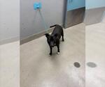 Small Mutt