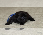Small #5 Pug