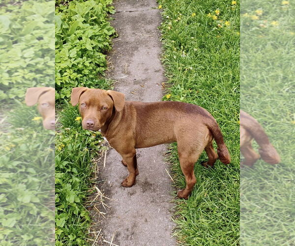 Medium Photo #1 American Pit Bull Terrier-Chihuahua Mix Puppy For Sale in Polson, MT, USA