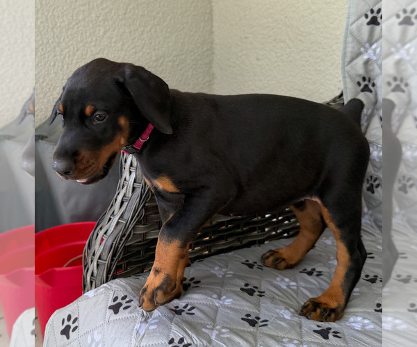 Medium Photo #4 Doberman Pinscher Puppy For Sale in LAKELAND, FL, USA