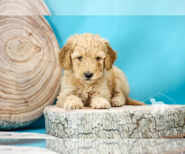 Medium Photo #7 Goldendoodle Puppy For Sale in CARLOCK, IL, USA