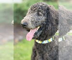 Small #2 Goldendoodle