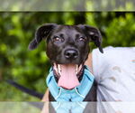 Small #5 Labrador Retriever Mix