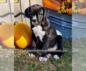 Boxer Puppy for sale in CABOOL, MO, USA