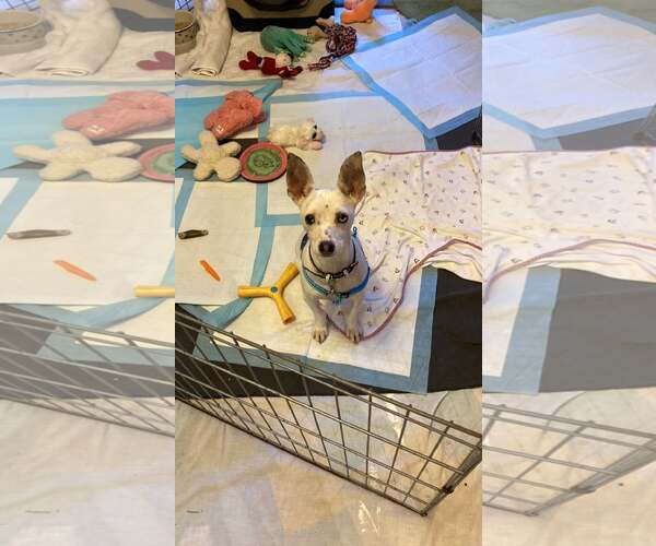 Medium Photo #4 Italian Greyhound-Unknown Mix Puppy For Sale in Arlington, WA, USA