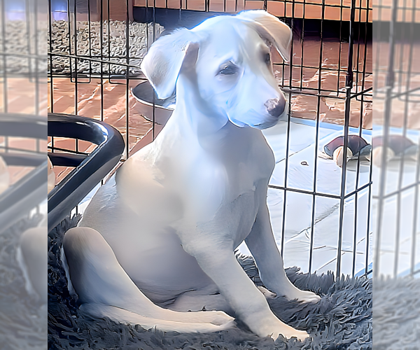 Medium Photo #2 Labrador Retriever-Unknown Mix Puppy For Sale in Cottage Grove, MN, USA