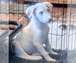 Small #1 Labrador Retriever Mix