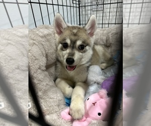 Pomsky Puppy for sale in HAPPY VALLEY, OR, USA