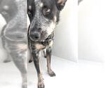 Small Mutt