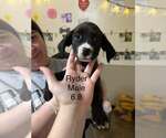 Johnson Rs : Ryder - Male Australian Shepherd-Boxer Mix Dog for Adoption - Small photo